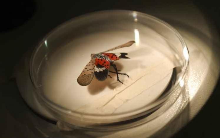 An adult spotted lanternfly in a dish under a microscope at Conrad Weiser High School