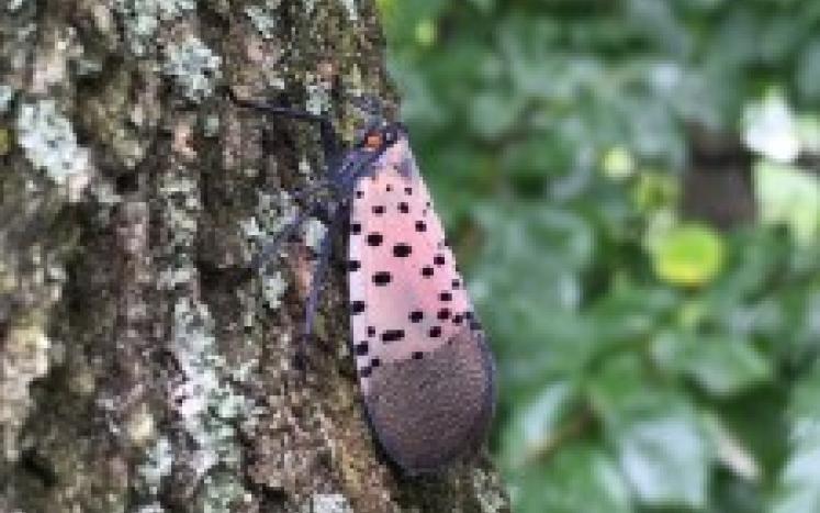 Picture of Spotted Lanternfly