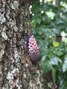 Picture of Spotted Lanternfly